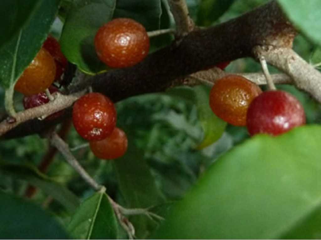 Autumnberry - Elaeagnus umbellate