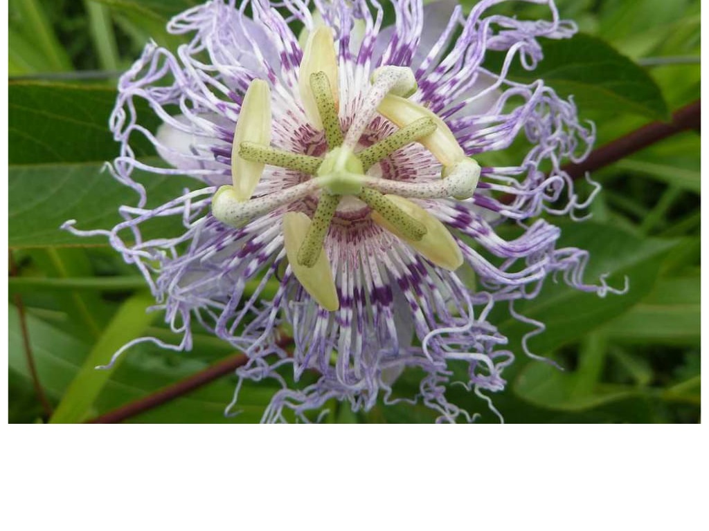 Maypop - Passiflora incarnata
