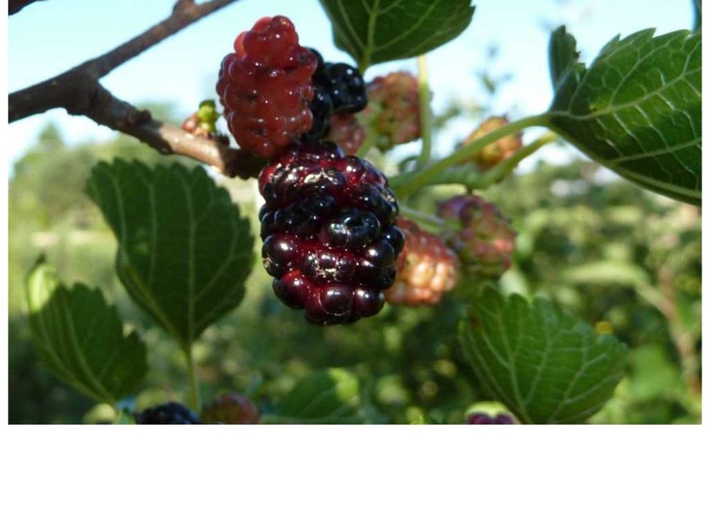 Mulberry - Morus spp.