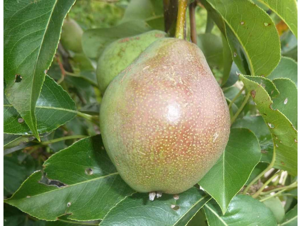 Pear - Pyrus spp.