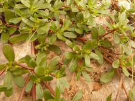 Purslane - Portulaca oleracea.