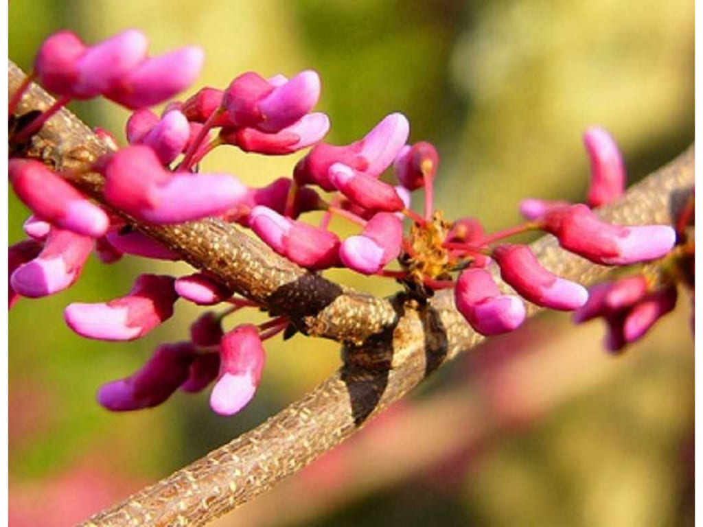 Eastern Red Bud - Cercis canadensis