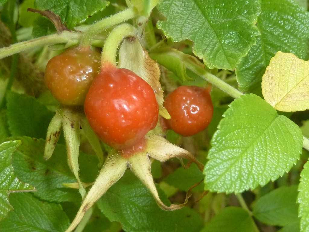 Rugosa Rose - Rosa rugosa