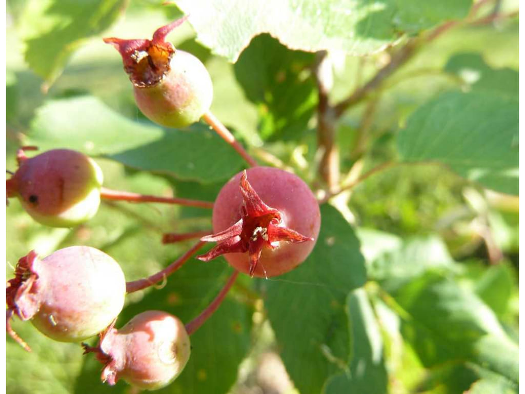 Serviceberry - Amelanchier spp.
