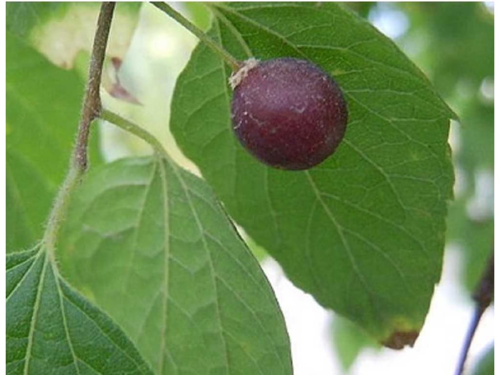 Sugarberry - Celtis occidetnalis
