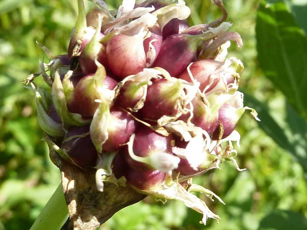Walking Onions - Allium cepa proliferum